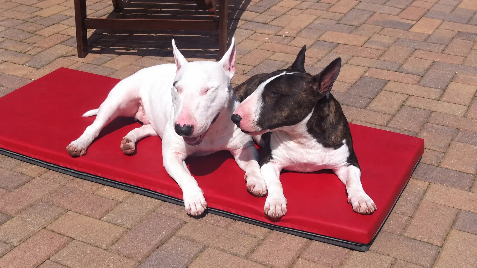 Zwei Miniature Bullterrier liegen nebeneinander auf einer roten Matte auf einer sonnigen Terrasse, links der weiße Early, rechts Bajou mit gestromtem Fell, weißer Blesse und weißer Brust